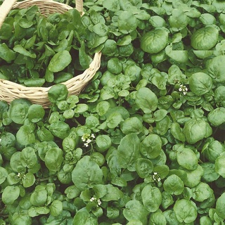 Hạt xà lách xoong Mỹ - gói 0.5 gram