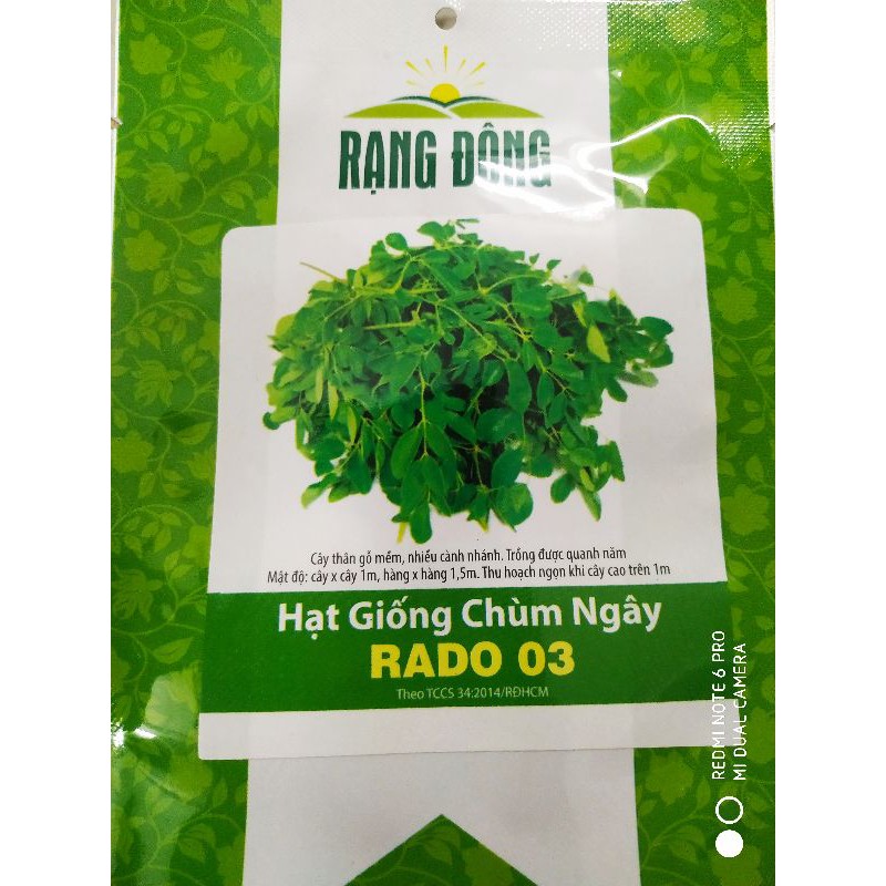 Hạt giống Chùm ngây 2gr❤️FREESHIP XTRA❤️