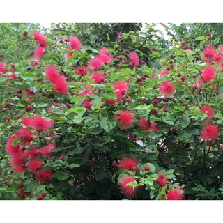 Cây điệp lào, cây cho hoa quanh năm, thân dẻo dễ tạo dáng bonsai - Calliandra emarginata