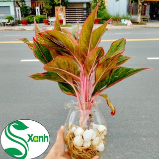 CÂY CẢNH PHÚ QUÝ THỦY SINH ĐỂ BÀN