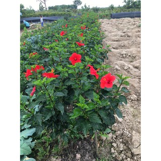 Cây dâm bụt ( cây cao 20-30 cm )