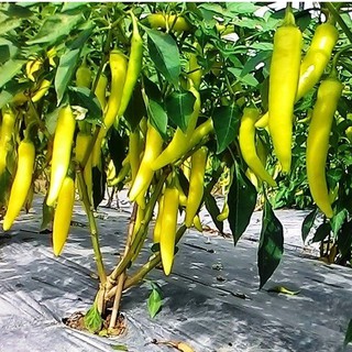 Hạt giống ớt sừng vàng F1 Châu phi PN-27 Phú Nông - DC