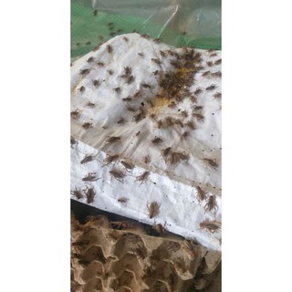 ổ trứng dế mèn lớn (giống Miền Tây Việt Nam)