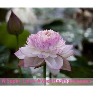 [RẺ VÔ ĐỊCH] Củ sen C-09 Super