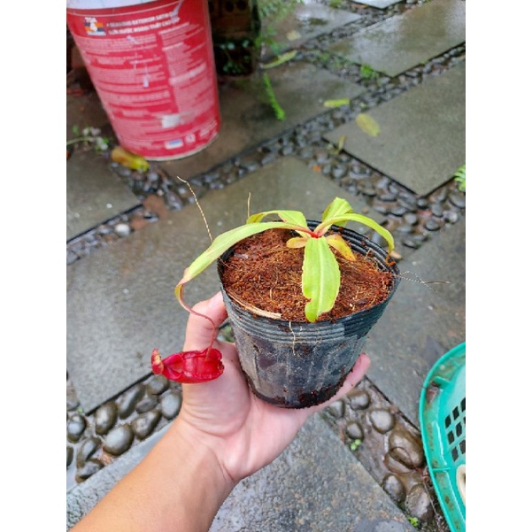 Cây nắp ấm N. Viking