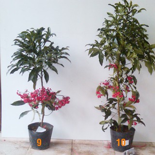 Hạt giống kim ngân lượng