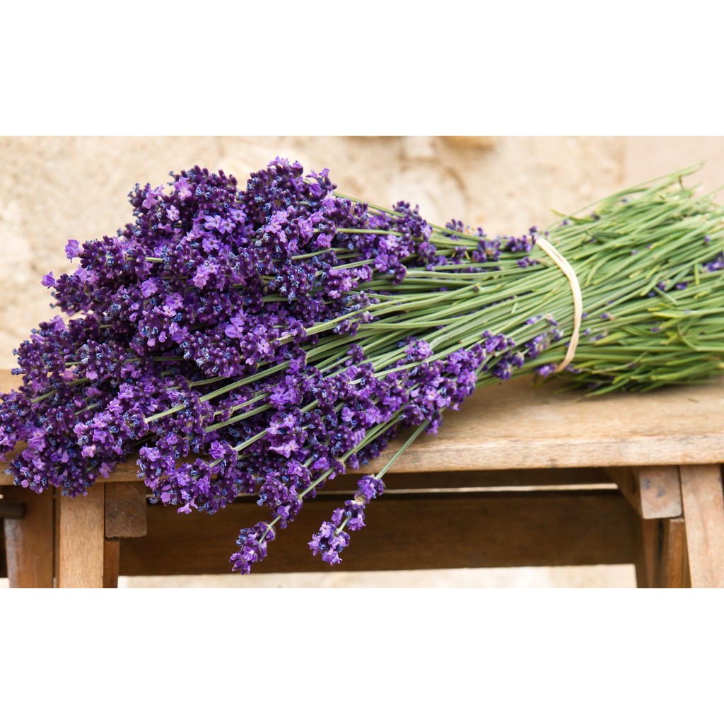Hạt Giống Hoa Oải Hương 4 mùa/Lavender " Nông nghiệp thành thị"