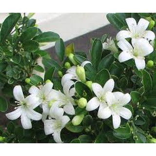 1 CÂY NGUYỆT QUẾ GIỐNG