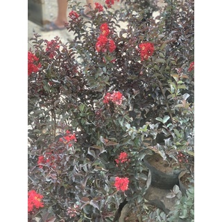 tường vi huyết long