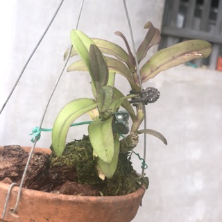 phi điệp rừng - xanh sạch đẹp