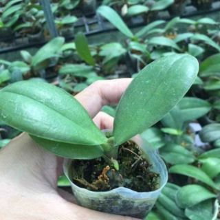 Combo 3 cốc hồ điệp con 100k