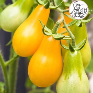 HẠT CÀ CHUA LÊ VÀNG - GÓI 0,1 GRAM