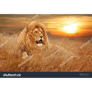 Tranh dán tường 3D Sư tử