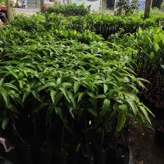 xoài tứ quý