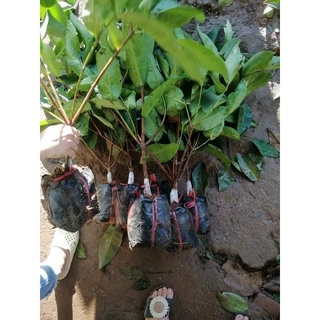 Cây giống Roi Xanh