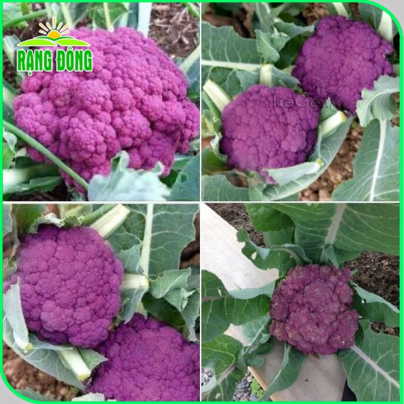 Hạt giống Bông Cải Tím (Súp Lơ Tím) giàu dinh dưỡng, sinh trưởng tốt (gói 1 gr) - Hạt giống Rạng Đông