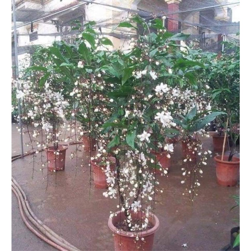 Cây dạ ngọc minh châu cây đang nhiều nụ hoa nhiều vào tết