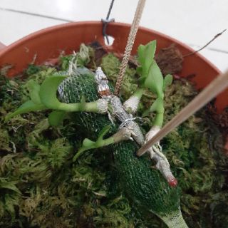 Phi Điệp Phú Thọ