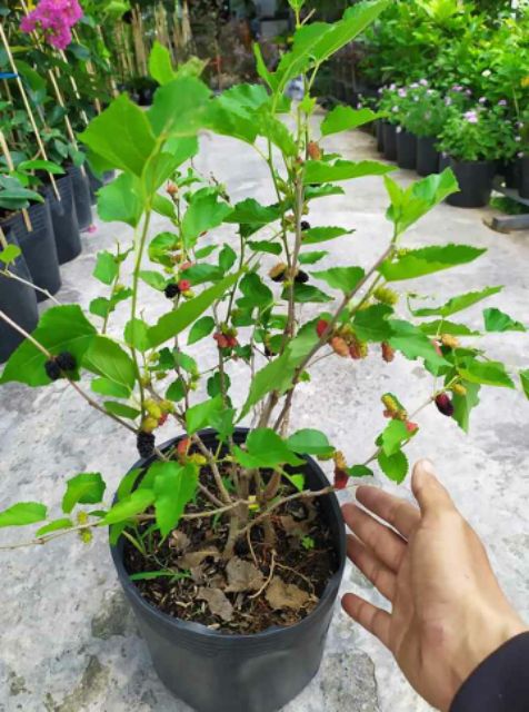 Cây Dâu Tầm Ăn... đang trái nhiều