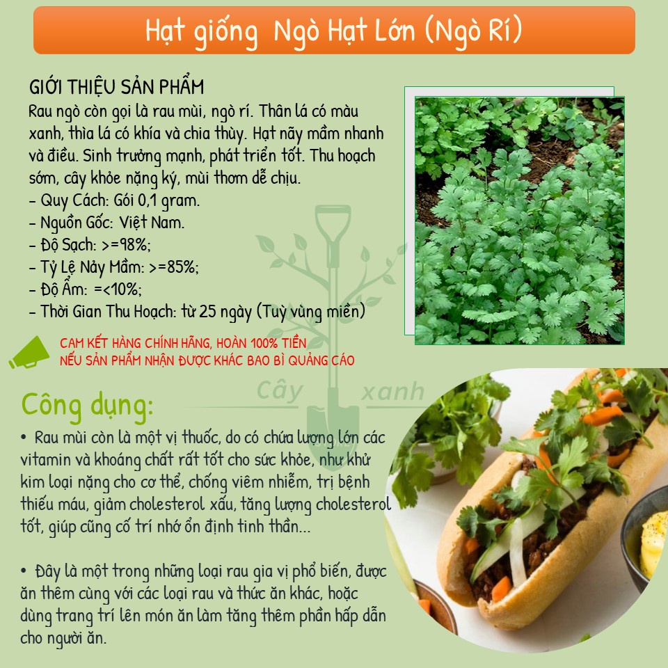 Hạt Giống Ngò Rí Ngò Hạt Lớn - Phú Nông Seeds - Key: Đất sạch, Phân Bón, Hữu Cơ, Xơ Dừa