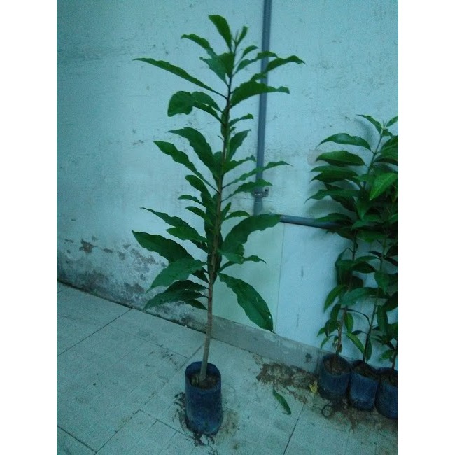 Lộc vừng, cao 80cm