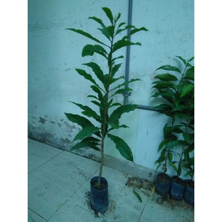 Cây Lộc vừng, chiều cao 80cm (FreeShip)