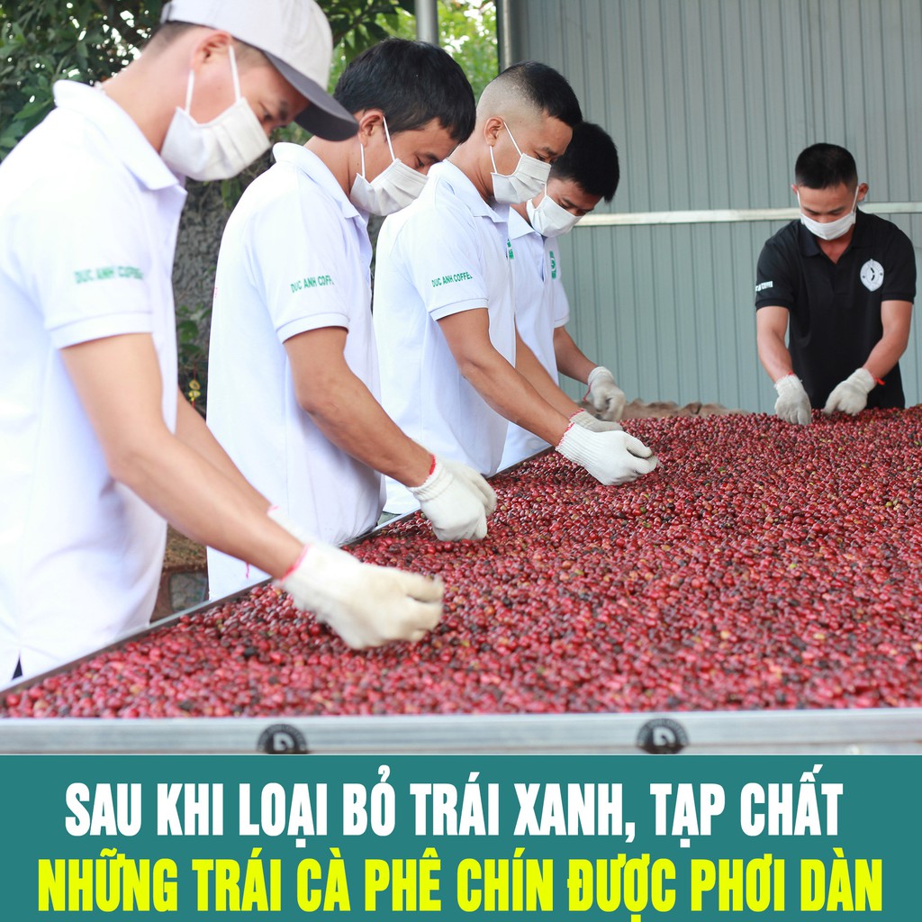 Cà Phê Nguyên Chất D82 (80% Robusta+20% Arabica) Rang Mộc Pha Phin, Pha Máy Tỉ Lệ 8-2 Từ Công Ty Cà Phê Đức Anh