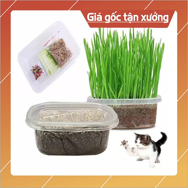 Bộ Trồng Cỏ Đơn Giản Tự Trồng Tại Nhà Cho Mèo Gặm Tránh Búi Lông Tăng Chất Xơ - Bobo Pet Shop Hà Nội