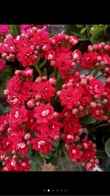 10 cây bỏng giống