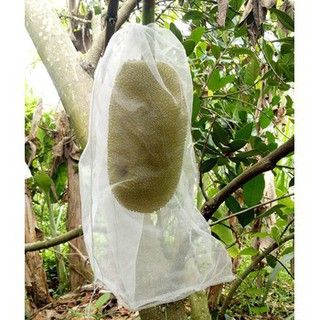 Túi Bao Trái Mít , Túi Lưới Bao Trái Cây