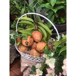 3 Cây Lục Bát