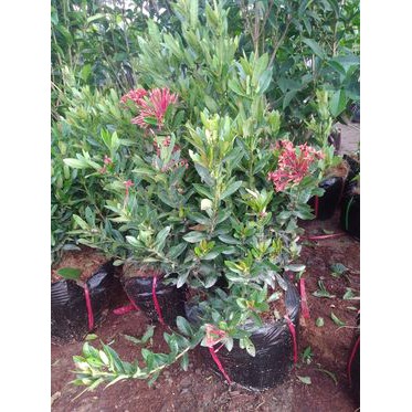 Cây Mẫu Đơn - TÌNH YEU