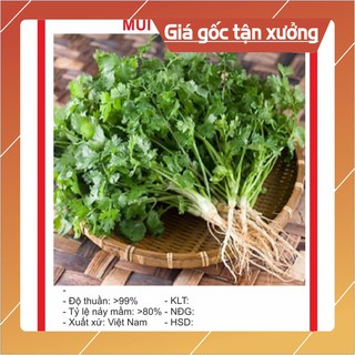 Hạt giống mùi cồn tía 20gr hạt giống