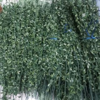 Cành lá làm vòng kỷ yếu