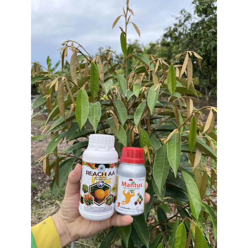 Mantus - Nhân Sâm Cây Trồng