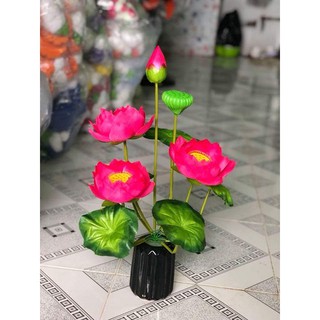 sen vải cụm to
