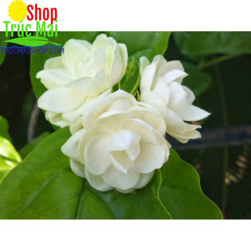 Tinh Dầu Hoa Nhài (Hoa Lài) Nguyên Chất Tâm Đức 10ml
