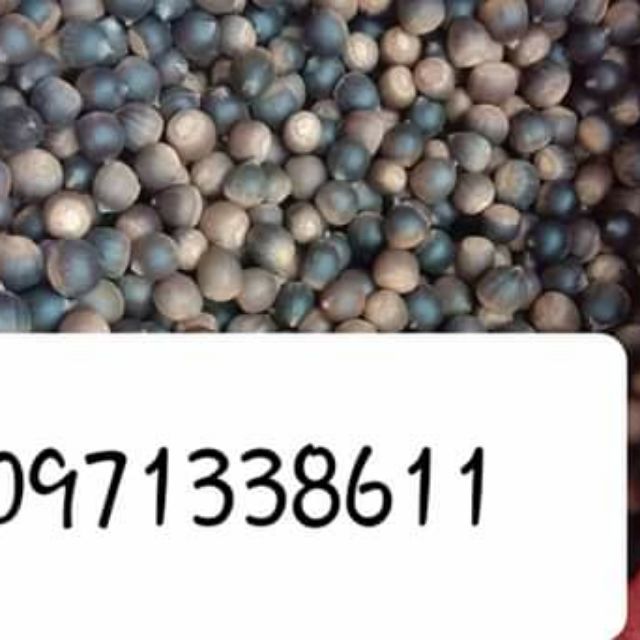 hạt dẻ rừng tây bắc 10kg