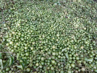 [0,5Kg] Quả mắc mật khô- Lạng Sơn