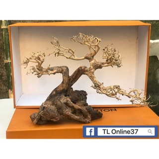 Bonsai bể cá để bàn D28xC19 mini