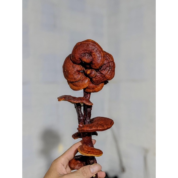 bình nấm linh chi 5l | BigBuy360 - bigbuy360.vn