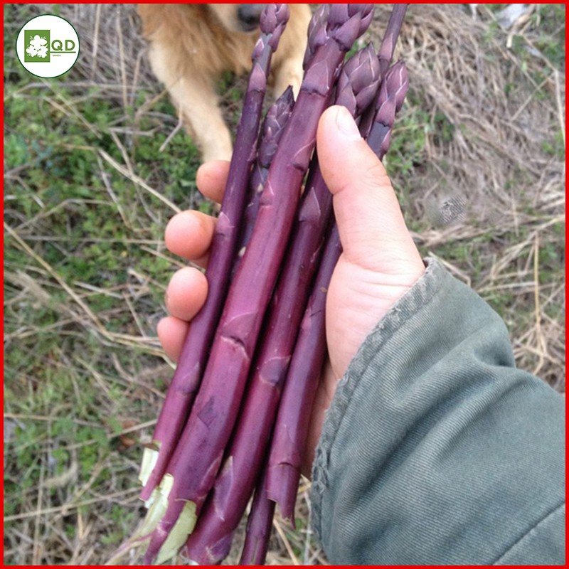 Hạt giống măng tây (gói 50 hạt) màu tím chịu nhiệt cao sản thu hoạch quanh năm giá trị kinh tế cao - QD28