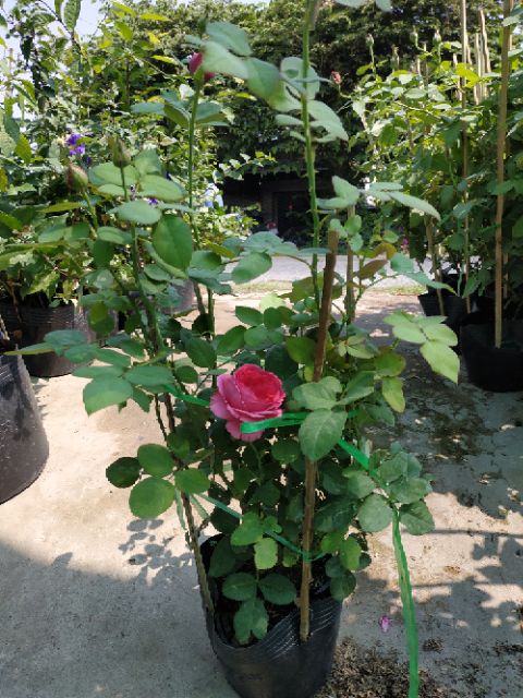 [Cây giống hoa] Hồng ngoại Pas De Deux (hồng bụi) size chậu C10 - CayGiongTot - Vựa Kiểng Sa Đéc - VuasKiengSaDec
