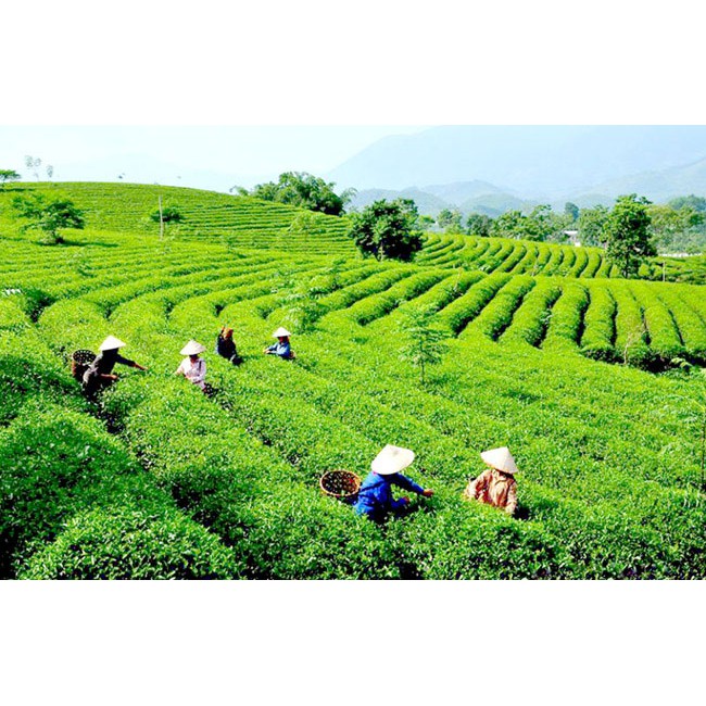 [Chính Hãng] Trà Túi Lọc Cozy 50gr (2g x 25 túi) Đủ hương vị: Đào, Hồng Trà, Lài, Táo, Vải, Olong, Bạc Hà, Trà Xanh,... | BigBuy360 - bigbuy360.vn