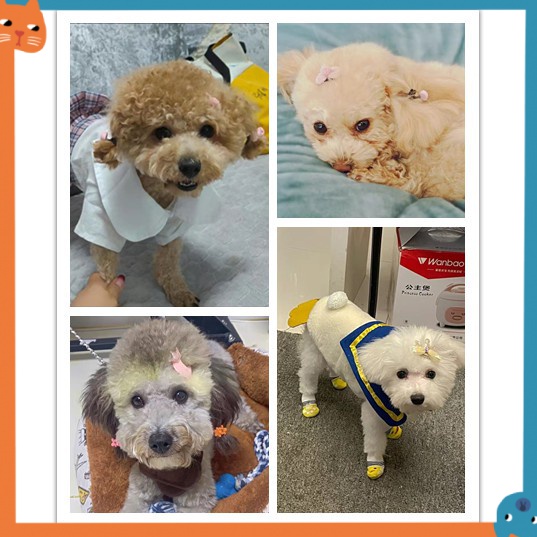 Kẹp Tóc Đính Đá Sapphire Xinh Xắn Cho Thú Cưng