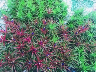 Cây Không Khí Thạch Thảo( Tillandsia Ionantha)