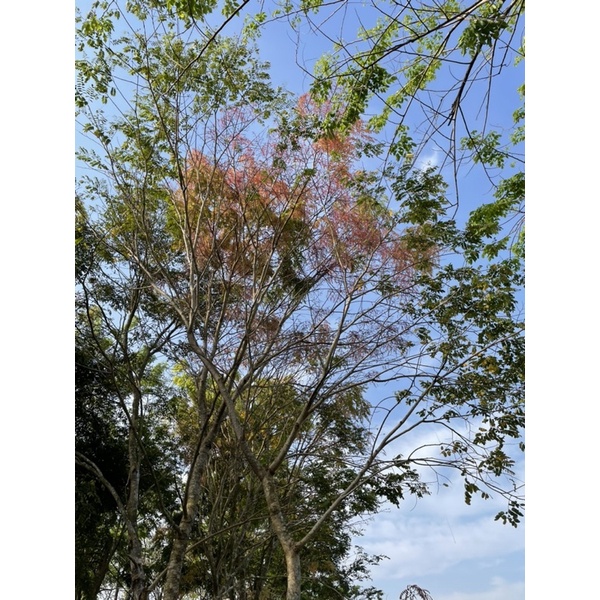 Cây Giống Gỗ Cẩm Lai