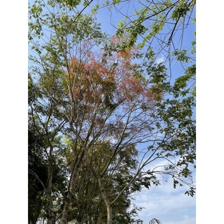 Cây Giống Gỗ Cẩm Lai