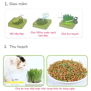 Hộp cỏ mèo tự trồng