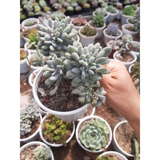 SEN ĐÁ GIỌT LỆ🌵SIZE10CM🌵SIZE TRUNG 🌵SEN ĐÀ LAT🌵THUẤN SỨ NÓNG🌵FREESHIP🌵1 ĐỔI 1
